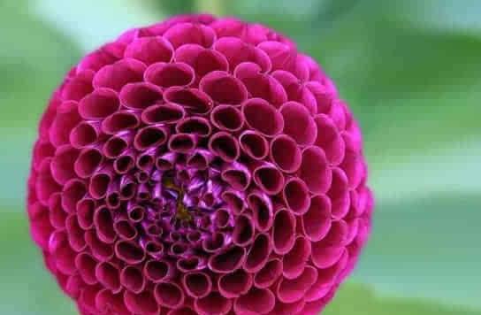 杜鹃花的花语及其功效特点是什么？它在自然界中扮演什么角色？