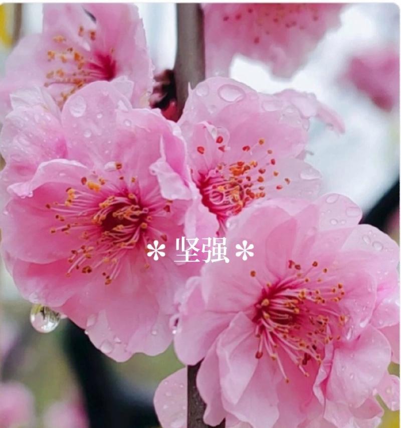 不同颜色梅花的花语有何不同？它们各自代表了什么？