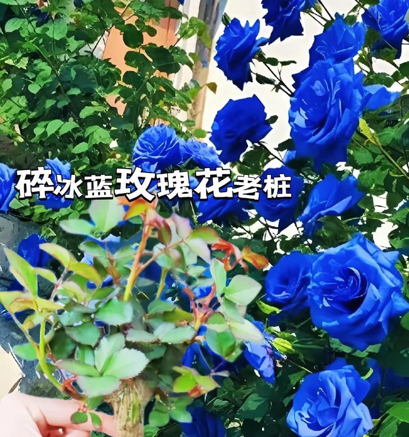 宇宙蓝玫瑰花语是什么意思？蓝玫瑰在花语中承载了哪些寓意？