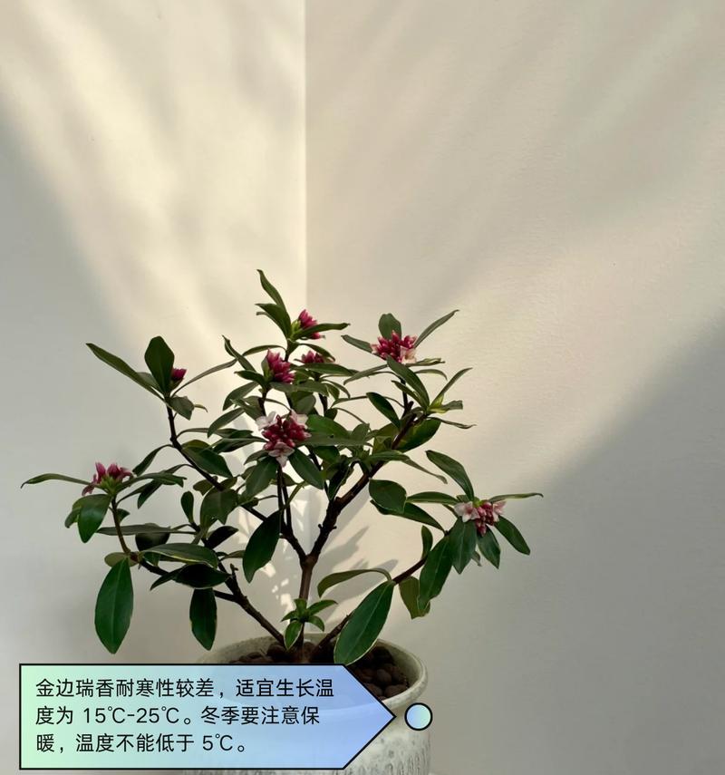 金边瑞香室内养护需要注意什么？