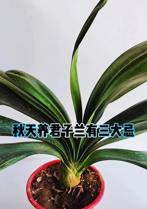 君子兰养护有哪些常见问题？