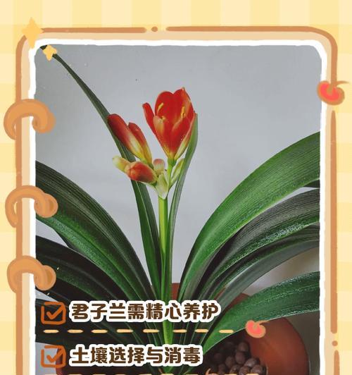 君子兰养护有哪些常见问题？