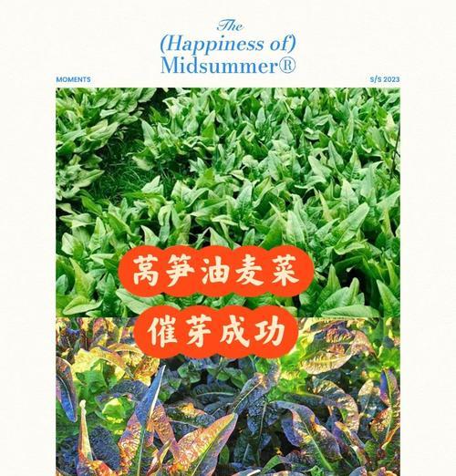 生菜催芽的快速方法是什么？