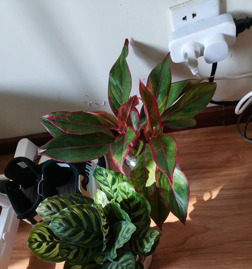 万年青水培需要注意哪些问题？