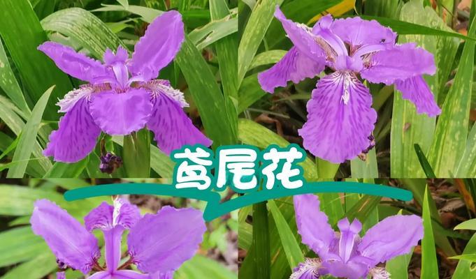 鸢尾花的花期持续多久？