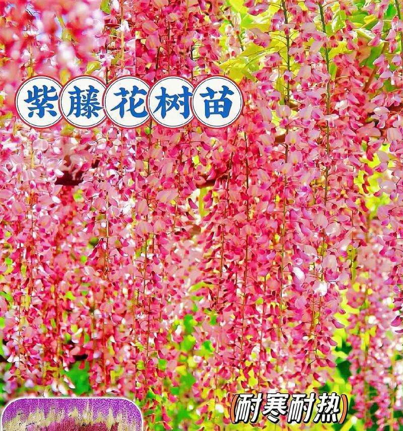 紫藤养护有哪些秘诀？