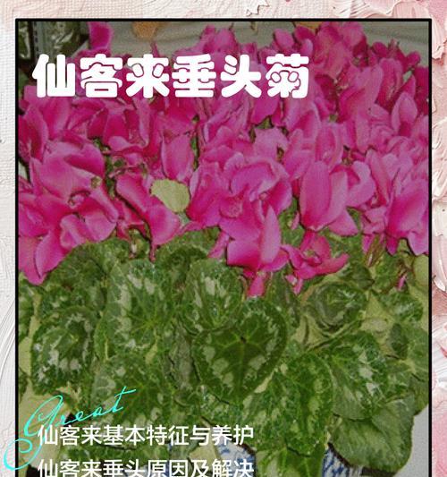 如何让仙客来绚丽开放？