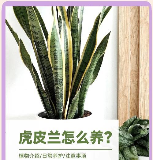 虎尾兰养护中常见的问题有哪些？
