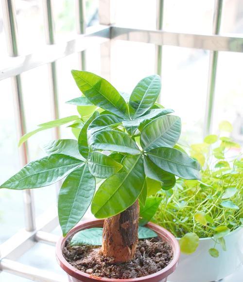 为何小花盆更适合这些花卉？