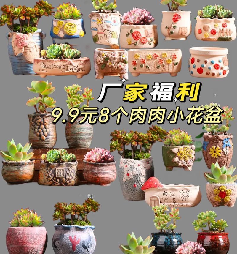 为何小花盆更适合这些花卉？