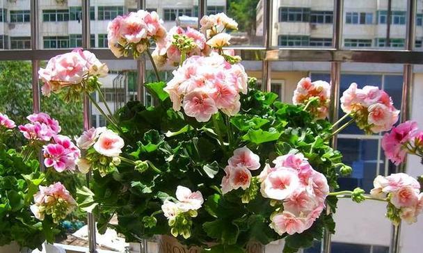 为何小花盆更适合这些花卉？