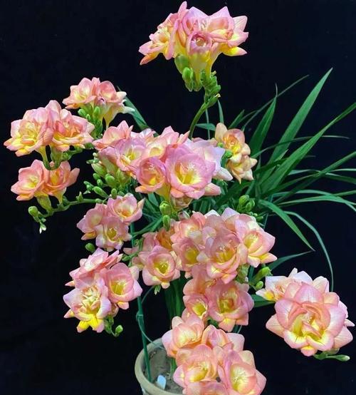 香雪兰种植的正确步骤是什么？