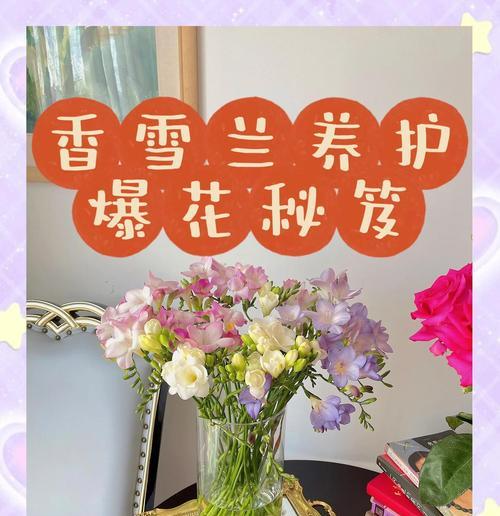 香雪兰种植的正确步骤是什么？