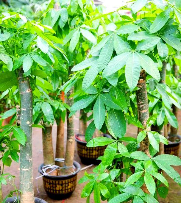 发财树施肥的正确方法是什么?
