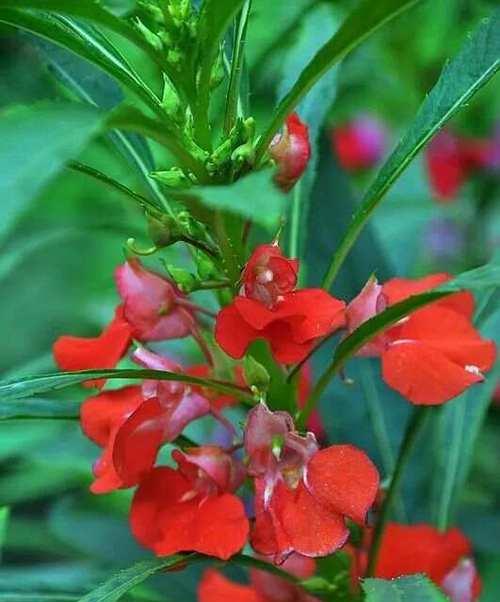 凤仙花属植物有哪些特点？