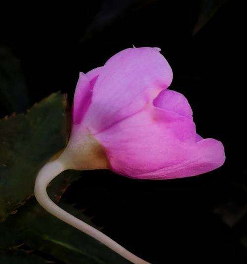 凤仙花属植物有哪些特点？