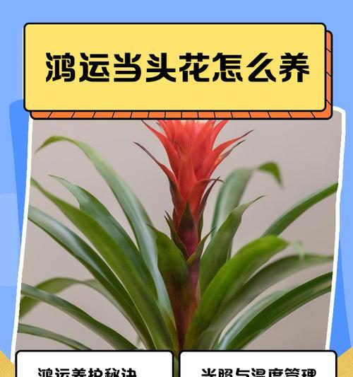 鸿运当头的养殖环境要求是什么？