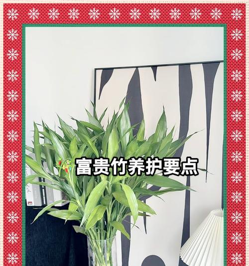 富贵竹养护中常见的问题有哪些？