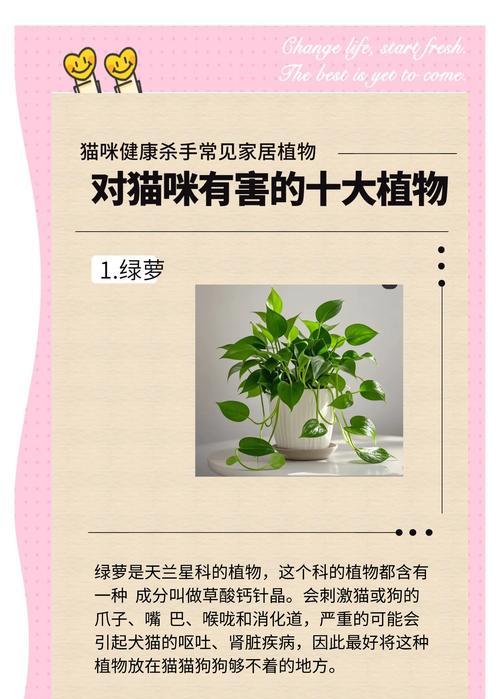 富贵竹养护中常见的问题有哪些？