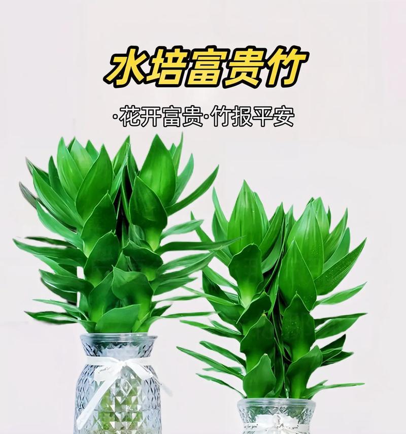 富贵竹养护中常见的问题有哪些？