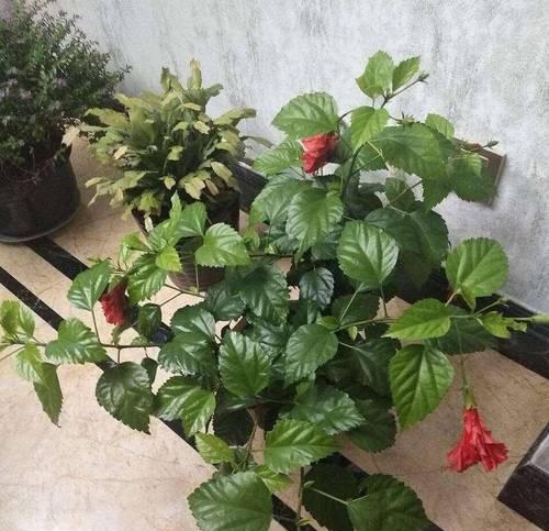 扶桑花养护需要注意什么？