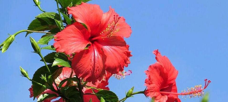 扶桑花养护需要注意什么？