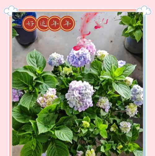 绣球花养殖的全面攻略是什么？