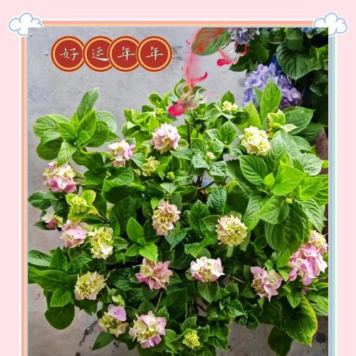绣球花养殖的全面攻略是什么？
