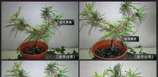五针松修剪技巧是什么？如何正确修剪五针松？