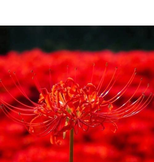 彼岸花的详细形态特征是什么？彼岸花的文化背景有哪些？
