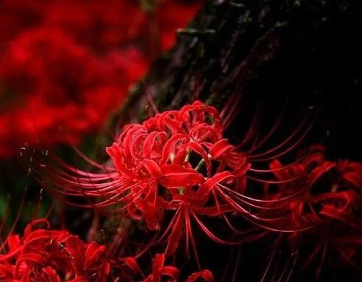 彼岸花的详细形态特征是什么？彼岸花的文化背景有哪些？