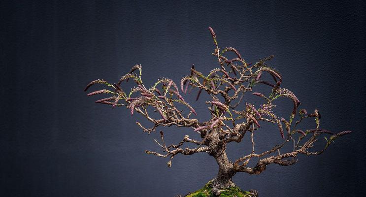 紫藤的花期是什么时候?如何正确养护紫藤?