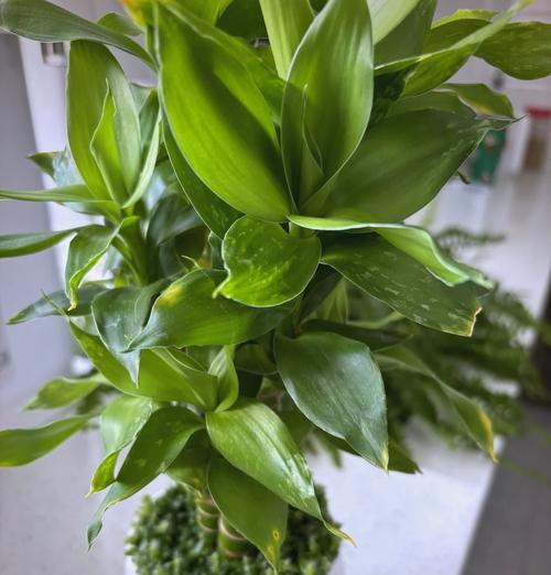 富贵竹夏日养护秘籍是什么？如何让富贵竹枝繁叶茂？