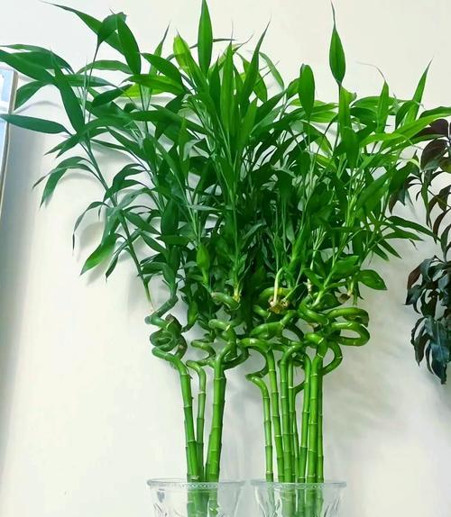 富贵竹夏日养护秘籍是什么？如何让富贵竹枝繁叶茂？