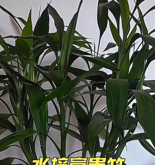 富贵竹夏日养护秘籍是什么？如何让富贵竹枝繁叶茂？