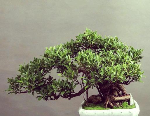 虎皮榕树盆景如何养护？虎皮榕树盆景的养护要点有哪些？