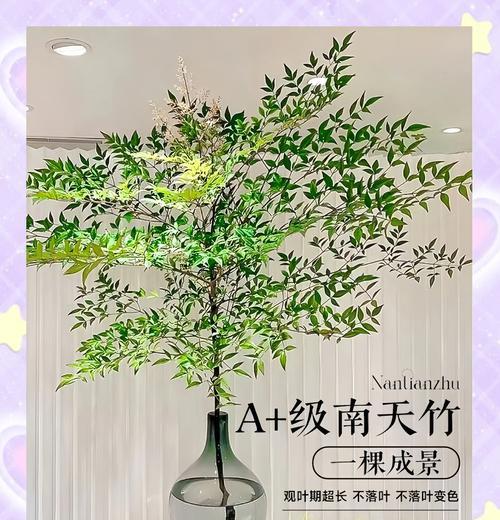 南天竹移栽的黄金季节是什么时候？南天竹的管理要点有哪些？