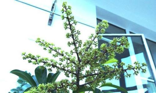 鸭掌木开花的样子是什么样的？如何正确养护鸭掌木？