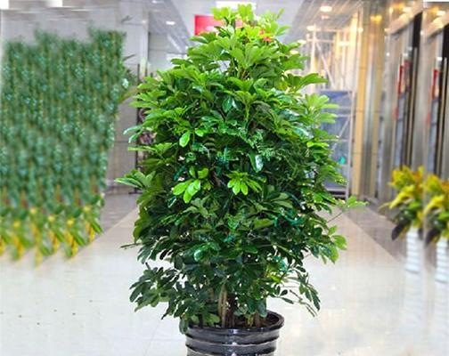 鸭掌木开花的样子是什么样的？如何正确养护鸭掌木？