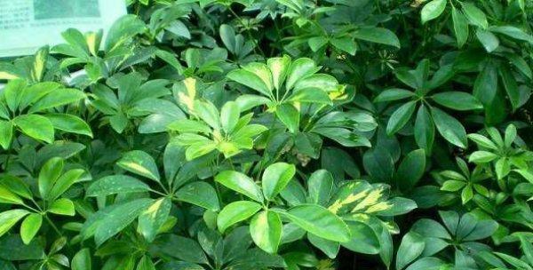 鸭掌木开花的样子是什么样的？如何正确养护鸭掌木？