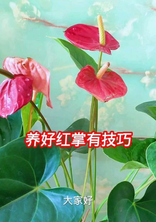 养护红掌的秘诀是什么？如何正确养护红掌？