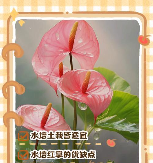 养护红掌的秘诀是什么？如何正确养护红掌？