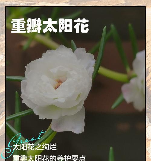 太阳花如何养护？太阳花的养护要点有哪些？