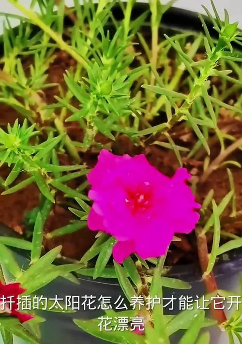 太阳花如何养护？太阳花的养护要点有哪些？