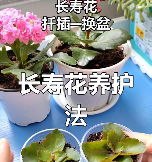 长寿花从换盆到修剪的养护秘诀是什么？