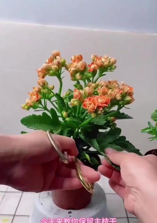 长寿花从换盆到修剪的养护秘诀是什么？