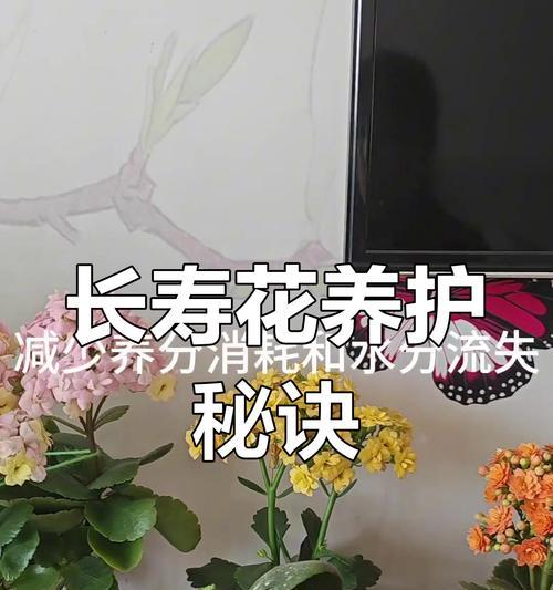 长寿花从换盆到修剪的养护秘诀是什么？