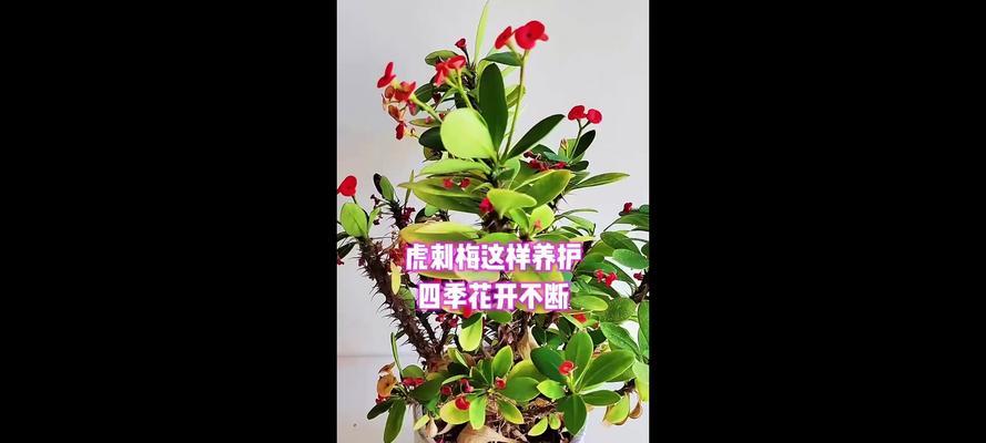 虎刺梅开花经验是什么？如何让虎刺梅全年花开不断？