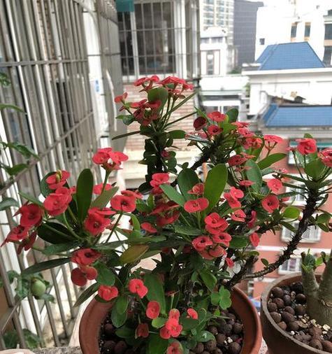 虎刺梅开花经验是什么？如何让虎刺梅全年花开不断？