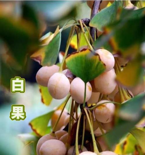 银杏是裸子植物吗？银杏的特征有哪些？
